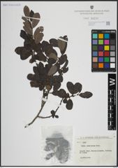 Foto von Salix atrocinerea Brot.